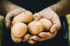 Profesjonalna obieraczka do ziemniaków - jak wybrać najlepszy model?